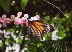 BUTTERFLY GARDEN