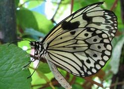 BUTTERFLY GARDEN