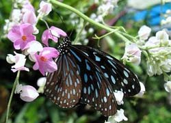 BUTTERFLY GARDEN