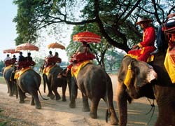 Elephant Trekking