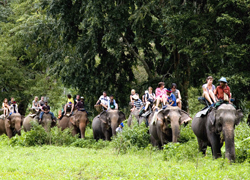 ELEPHANT TREKKING