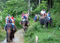 Elephant Trekking