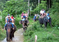 ELEPHANT TREKKING